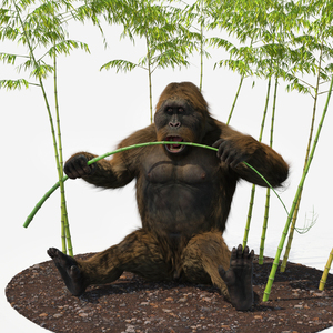 3D Gigantopithecus Eats Bamboo Plants Fur model