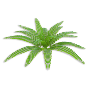 3D model Fern 3