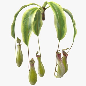 Nepenthes Alata Flower 3D