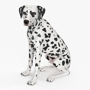 Spotted Sitting Dalmatian Dog 3D model