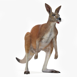 3D model Kangaroo Rigged