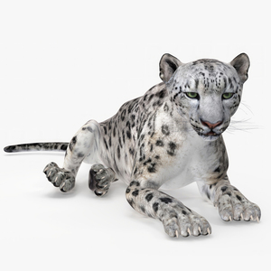 3D Snow Leopard Lying Down model