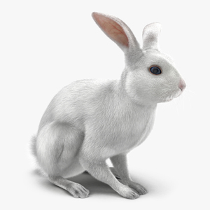 White Rabbit Pose 3 3D model