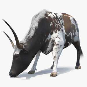 3D model Texas Longhorn Cattle Mottled Brown