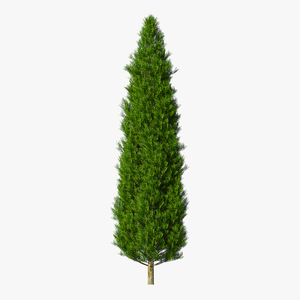 3D model Italian Cypress Tree