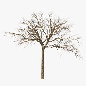 3D Naked Small Tree