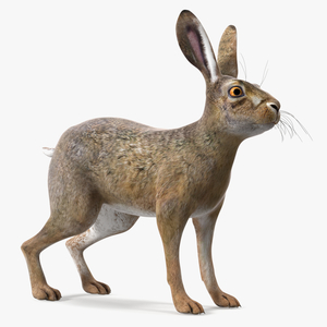 3D European Hare model