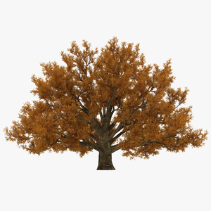 3D model Old White Oak Autumn