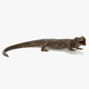 3D model Iberian Ribbed Newt Rigged for Cinema 4D