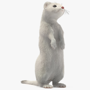 3D model Standing White Ermine Fur