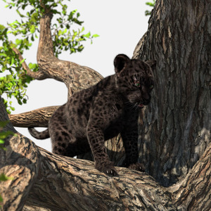 3D model Black Leopard Cub on Ancient Twisted Tree Fur