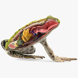 3D model Frog Anatomy Left Side Colored