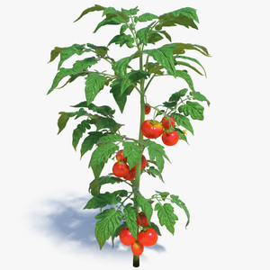 3D model Tomato Plant with Fruits and Flowers Fur