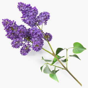 Common Lilac Syringa Vulgaris 3D model