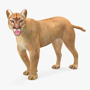 3D model Puma Rigged for Maya