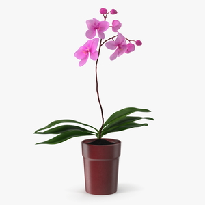 Pink Orchid in Red Pot 3D