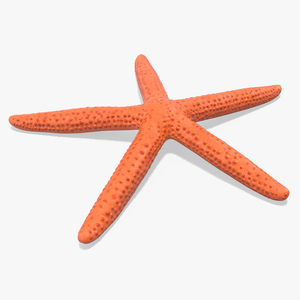 3D Mediterranean Red Sea Star