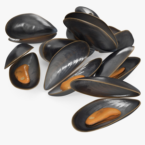 Pile of Boiled Mussels 3D