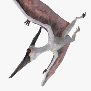 Pterosaur Pteranodon White Flying Pose with Fur 3D