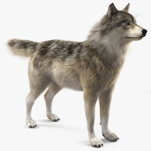 3D Grey Wolf Fur model