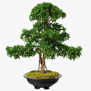 3D Bonsai Tree in Plastic Pot