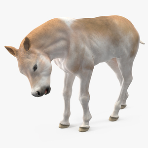 3D model Realistic Shetland Pony Rigged