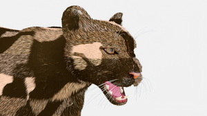 Snarling Puma Fur 3D