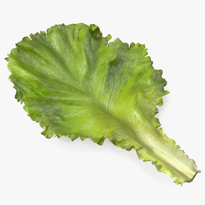 Realistic Lettuce Leaf 3D