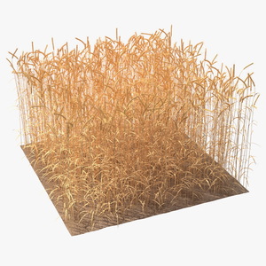 Section of Wheat Field 3D