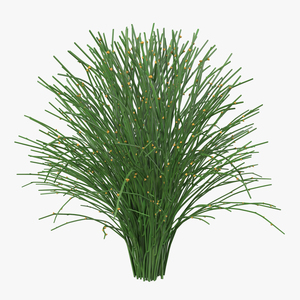 3D model Psilotum Nudum Whisk Fern