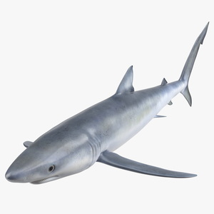 3D model Realistic Blue Shark