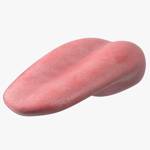 Human Tongue Rigged 3D model