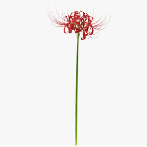 3D Spider Lily Flower model