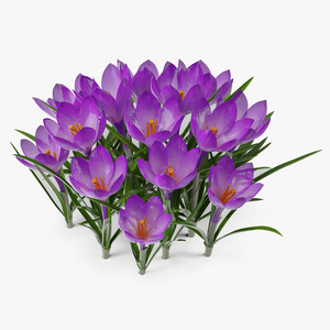 Crocus Flowers 3D model