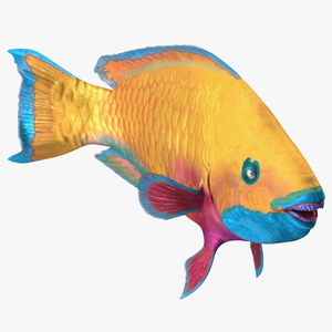 3D model Yellow Coral Parrotfish Rigged