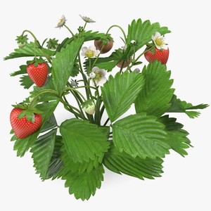 3D model Garden Strawberry Plant with Fruits