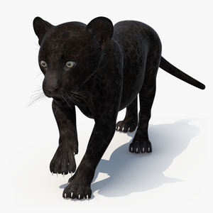 3D Panther Cub Wary Pose