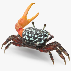 3D model Fiddler Crab Fighting Pose with Fur