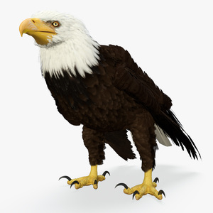 3D American Bald Eagle Standing model