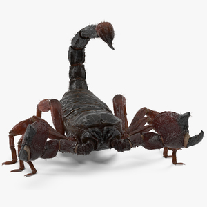 3D model Realistic Scorpion Rigged