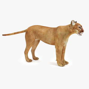 3D model Puma