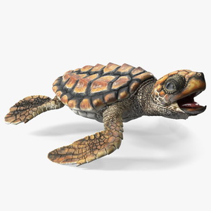 3D Baby Sea Turtle Brown Rigged model