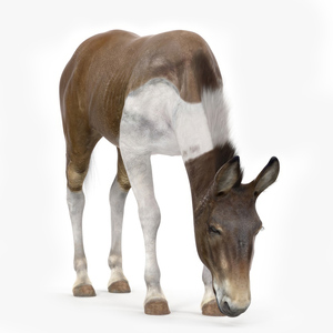 3D model Eating Mule Fur