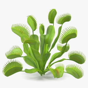 3D Dionaea Muscipula Green model