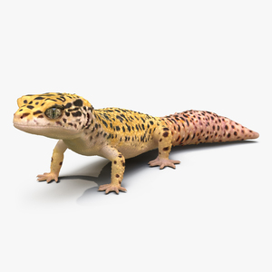 3D model Leopard Gecko Pose 2