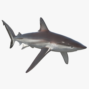 Realistic Whaler Shark 3D