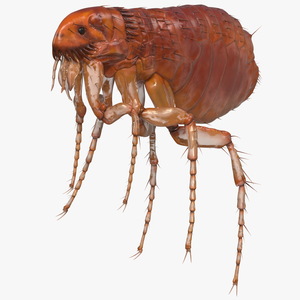 3D Flea Insect Rigged model