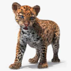 3D model Baby Leopard Cub Fur