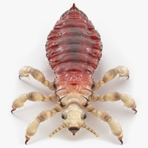 3D Head Louse Insect with Blood model