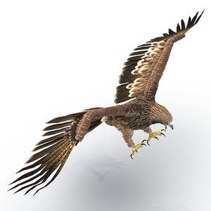 3D Imperial Eagle Pose 3